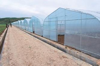 什么是油菜直播栽培