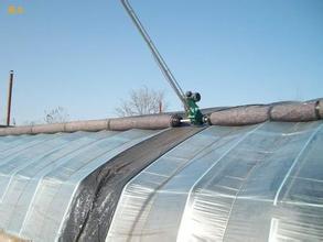 南瓜也要大棚种植吗