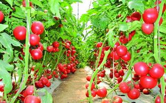 西红柿大棚
