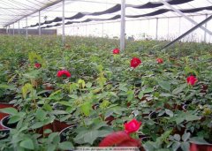 花卉大棚