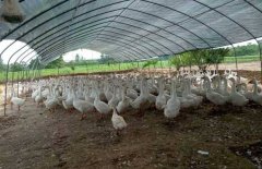 各类养殖大棚